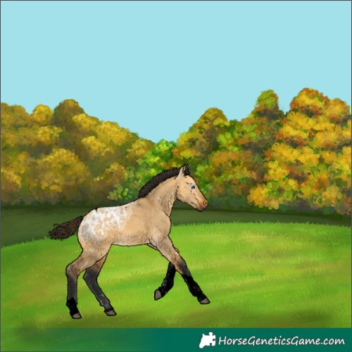 Horse Color:Gray Void Buckskin Ice Dun Tobiano 