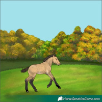 Horse Color:Void Buckskin Dun Rabicano 