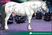 Horse Color:Grullo Roan Tobiano Appaloosa