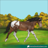 Horse Color:Gray Amber Champagne Tobiano Appaloosa 