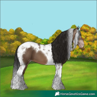Horse Color:Gray Sable Champagne Tobiano Appaloosa 