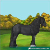 Horse Color:Black 
