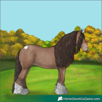 Horse Color:Classic Champagne Tobiano