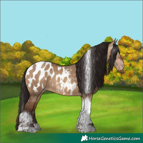 Horse Color:Gray Amber Champagne Dun Tobiano Appaloosa