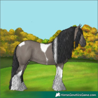 Horse Color:Grullo Tobiano Rabicano
