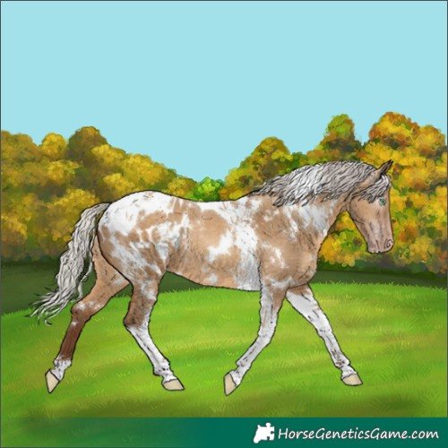 Horse Color:Gray White Spotted Silver Amber Champagne Dun Tobiano Appaloosa Rabicano 