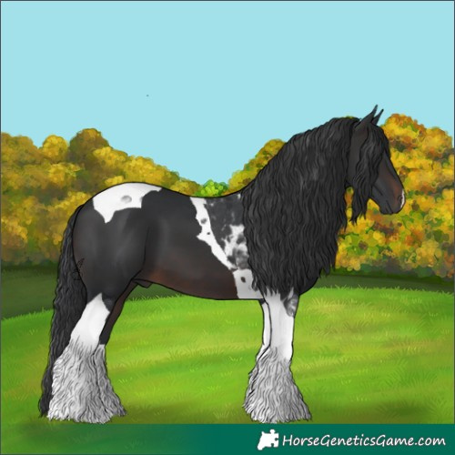 Horse Color:Brown Tobiano 