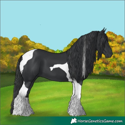 Horse Color:Black Tobiano 