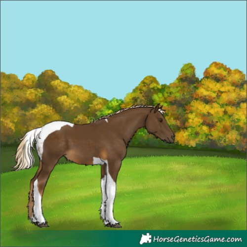 Horse Color:Chocolate Palomino Tobiano 