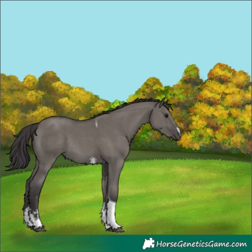 Horse Color:Smoky Grullo Sabino Tobiano Rabicano 