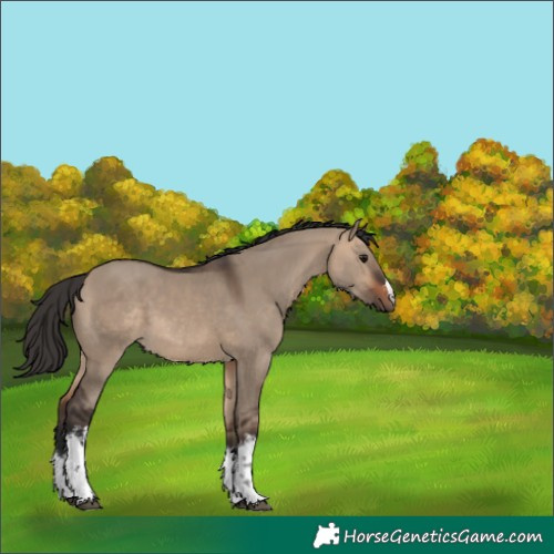 Horse Color:White Spotted Bay Dun 