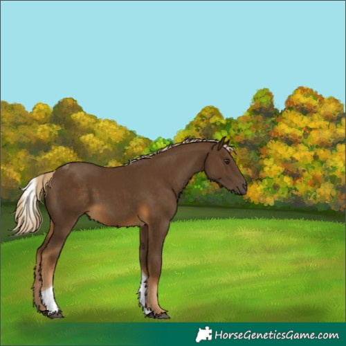 Horse Color:Chocolate Palomino Tobiano 