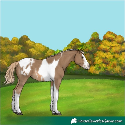 Horse Color:Chocolate Palomino Sabino Splash Tobiano Appaloosa 