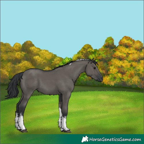 Horse Color:White Spotted Grullo Tobiano 