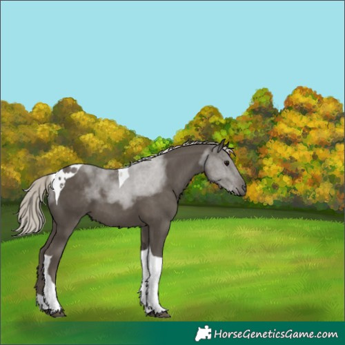 Horse Color:Silver Smoky Black Tobiano 
