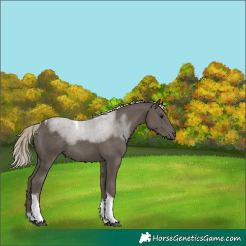 Horse Color:Silver Smoky Black Tobiano 