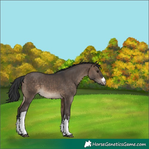 Horse Color:White Spotted Brown Dun 
