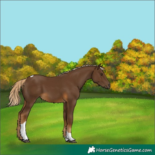 Horse Color:Chocolate Palomino Tobiano 