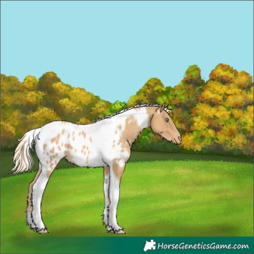 Horse Color:Gold Cream Champagne Tobiano Appaloosa 