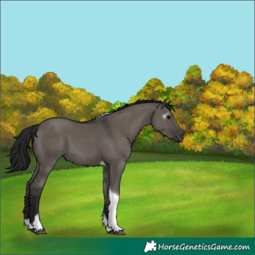 Horse Color:Gray Smoky Grullo Sabino Tobiano Rabicano 