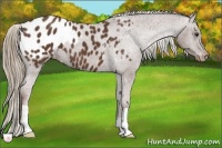 Horse Color:Liver Chestnut Frame Appaloosa 
