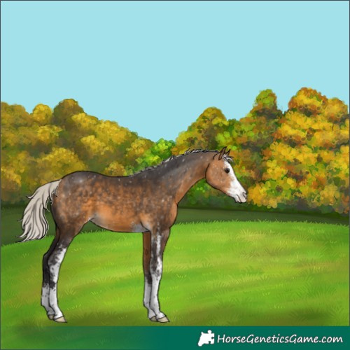 Horse Color:Silver Buckskin Sabino 