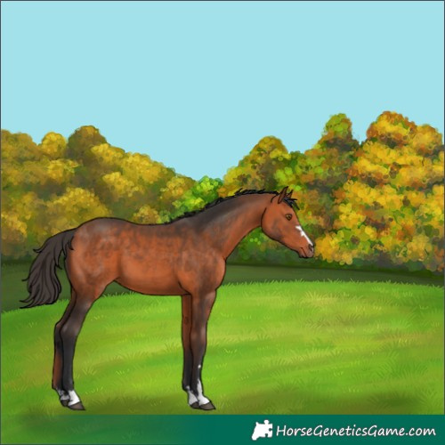 Horse Color:Bay 