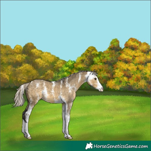 Horse Color:Silver Buckskin Dun Sabino 