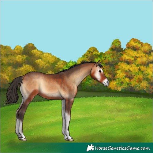 Horse Color:Bay Onyx 