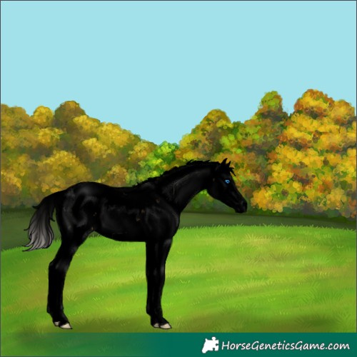 Horse Color:Void Silver Sable Cream Champagne Sabino Splash 