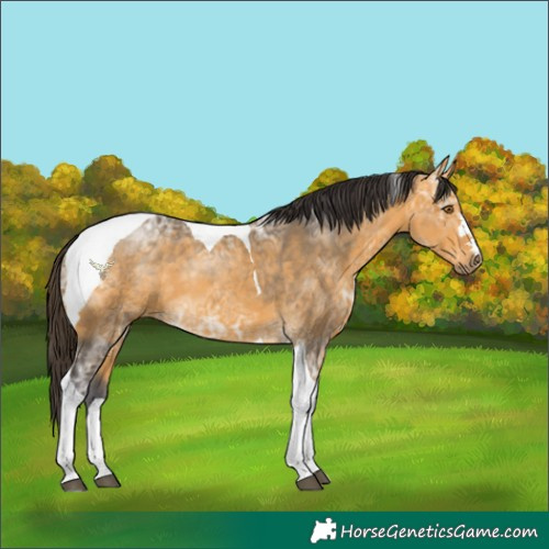 Horse Color:Buckskin Ice Tobiano 