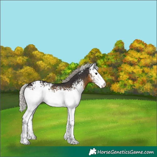 Horse Color:White Spotted Silver Buckskin Sabino 