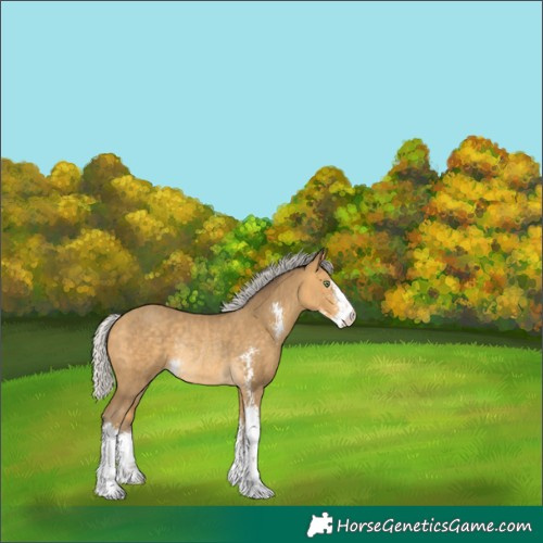 Horse Color:Silver Sable Cream Champagne Sabino Rabicano 