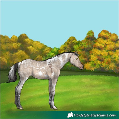 Horse Color:White Spotted Brown Ice Dun 