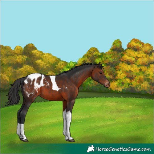 Horse Color:Brown Tobiano Appaloosa 