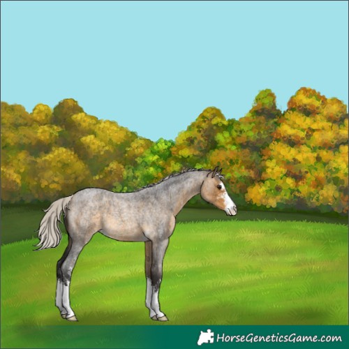 Horse Color:Unknown 