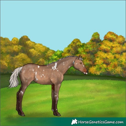 Horse Color:White Spotted Silver Brown Dun 