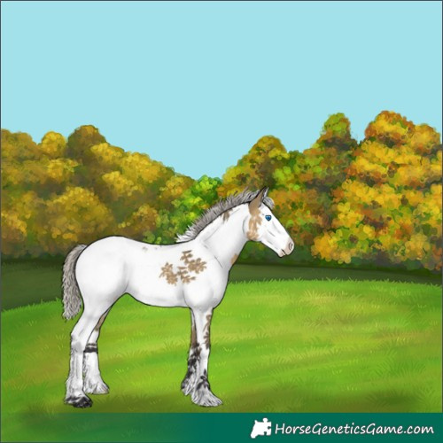 Horse Color:Silver Buckskin Dun Sabino Splash Tobiano 