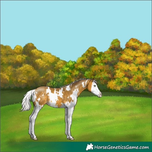 Horse Color:White Spotted Silver Sable Cream Champagne Splash 