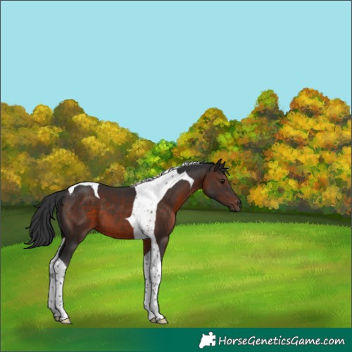 Horse Color:Brown Tobiano 