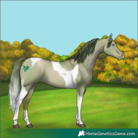 Horse Color:Brown Pearl Dun Tobiano 