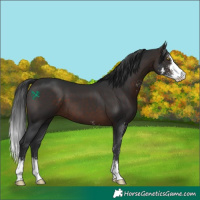 Horse Color:Brown Sabino 