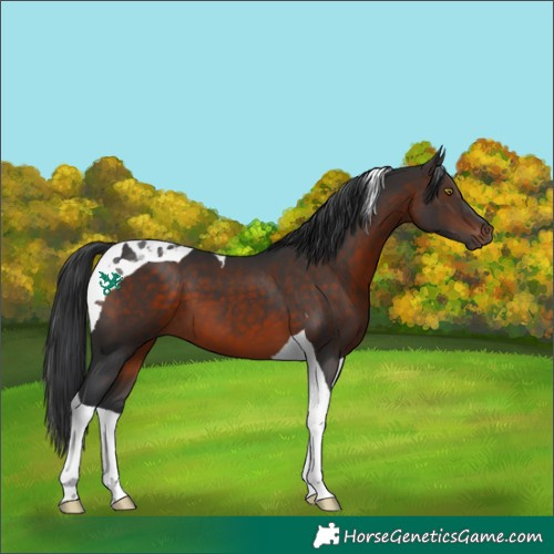 Horse Color:Brown Tobiano