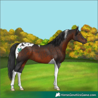 Horse Color:Brown Tobiano 