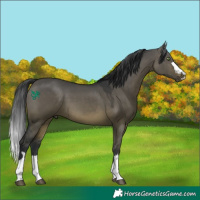 Horse Color:Brown Dun Rabicano 
