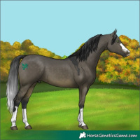 Horse Color:Brown Dun Rabicano 