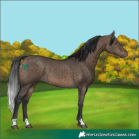 Horse Color:Bay Dun 