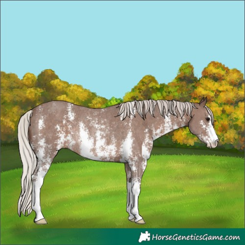 Horse Color:Silver Black Sabino Rabicano
