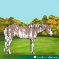 Horse Color:Silver Black Sabino Rabicano 