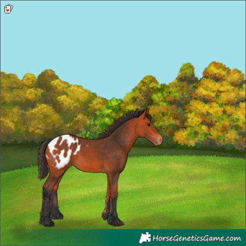Horse Color:Bay Appaloosa 